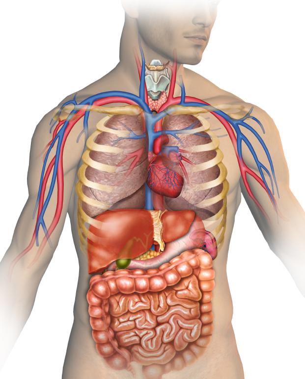 Điều đáng sợ gì xảy ra với con người khi sống dưới nước quá lâu? - Ảnh 4.