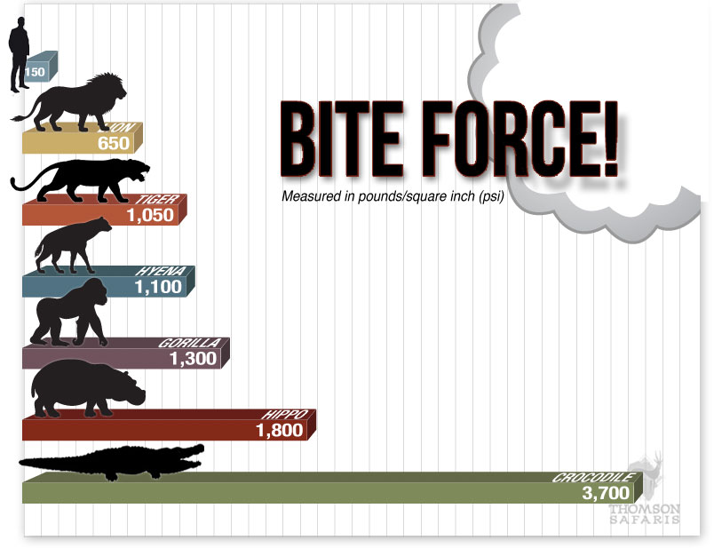 Bite animals. Bite Force. Various animals. Forces animal. Animal Drive "bite!, CD".