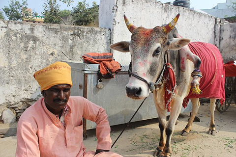 Bất ngờ tìm thấy vàng trong nước tiểu của bò tại Ấn Độ! - Ảnh 1.