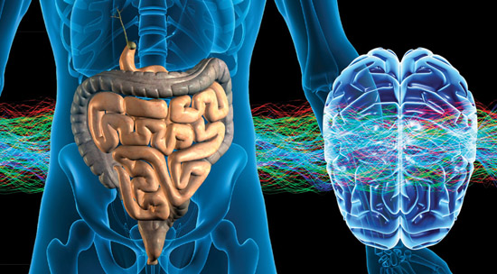 Khoa học đã chứng minh: Bộ não thứ 2 của người nằm trong bụng - Ảnh 1.