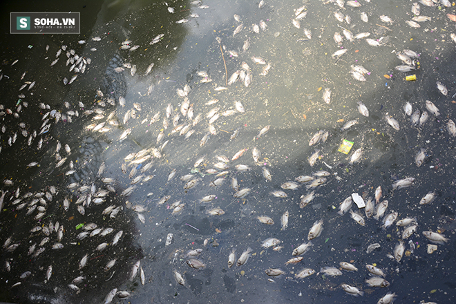 Ảnh thu gom gần 70 tấn cá chết ở kênh Nhiêu Lộc - Thị Nghè - Ảnh 1.