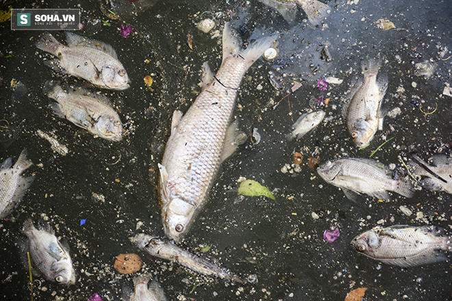 Ảnh thu gom gần 70 tấn cá chết ở kênh Nhiêu Lộc - Thị Nghè - Ảnh 2.