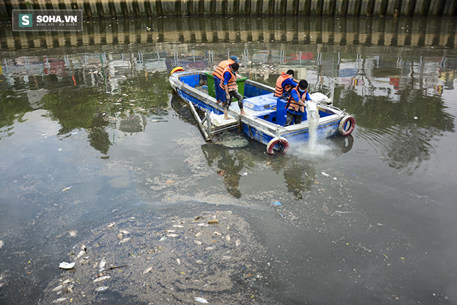 Ảnh thu gom gần 70 tấn cá chết ở kênh Nhiêu Lộc - Thị Nghè - Ảnh 6.