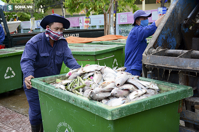 Công bố nguyên nhân cá chết bất thường tại TP Hồ Chí Minh - Ảnh 8.