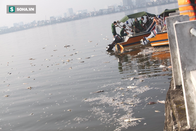 Huy động Bộ Tư lệnh Thủ đô vớt cá chết hàng loạt ở Hồ Tây - Ảnh 9.