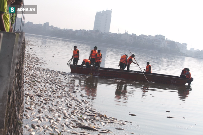 Huy động Bộ Tư lệnh Thủ đô vớt cá chết hàng loạt ở Hồ Tây - Ảnh 14.