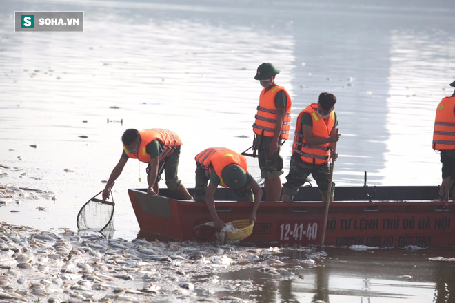 Huy động Bộ Tư lệnh Thủ đô vớt cá chết hàng loạt ở Hồ Tây - Ảnh 15.
