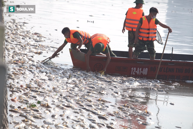 Huy động Bộ Tư lệnh Thủ đô vớt cá chết hàng loạt ở Hồ Tây - Ảnh 17.