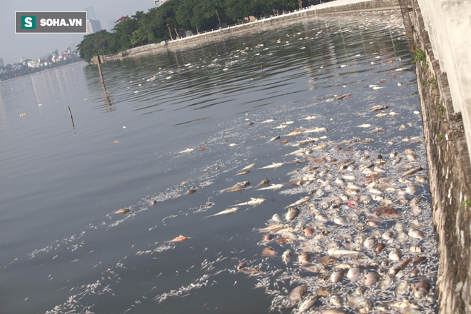 Huy động Bộ Tư lệnh Thủ đô vớt cá chết hàng loạt ở Hồ Tây - Ảnh 18.