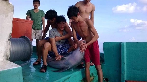 Hình ảnh nhóm thanh niên bắt và giết cá heo khiến dân mạng Việt bức xúc - Ảnh 1.