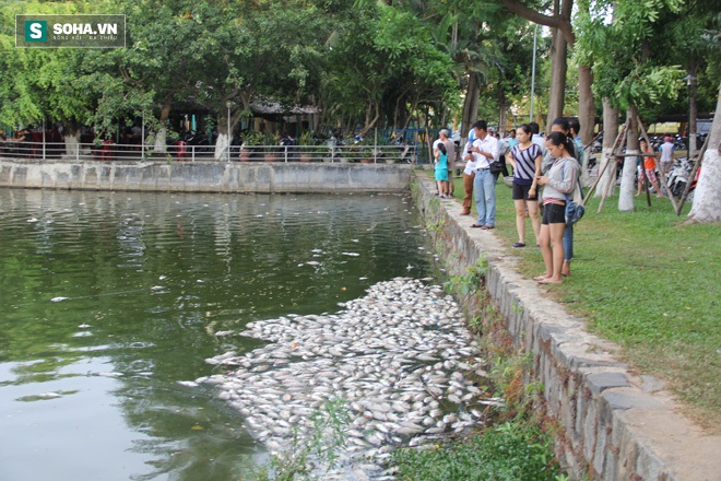 Cá chết nổi trắng hồ công viên ở Đà Nẵng - Ảnh 1.