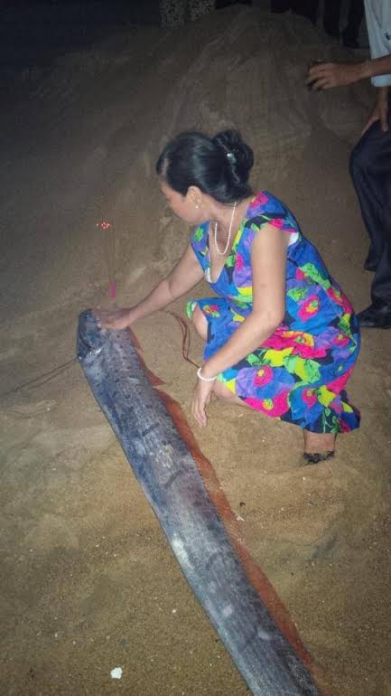 Xuất hiện cá hố phướn dài hơn 3 mét ở bãi tắm Cửa Tùng - Ảnh 1.