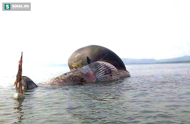 Cận cảnh cá voi khủng nổi trên biển ở Nghệ An - Ảnh 9.