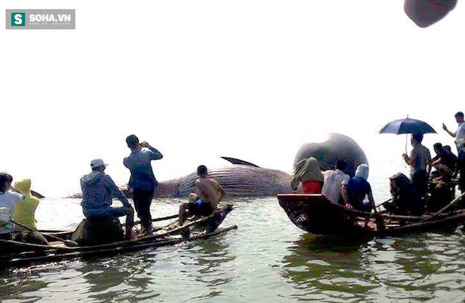 Cận cảnh cá voi khủng nổi trên biển ở Nghệ An - Ảnh 8.