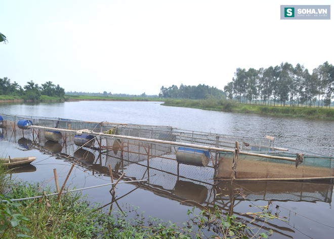 Xác định nguyên nhân cá chết hàng loạt trên sông Bùng - Ảnh 1.