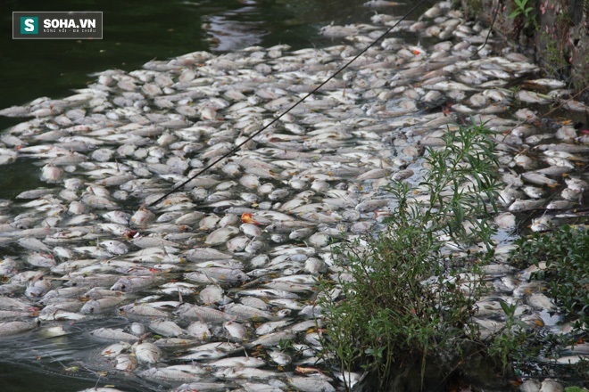 Cá chết nổi trắng hồ công viên ở Đà Nẵng - Ảnh 2.