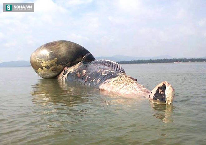Cận cảnh cá voi khủng nổi trên biển ở Nghệ An - Ảnh 6.
