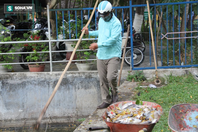 Cá chết nổi trắng hồ công viên ở Đà Nẵng - Ảnh 3.