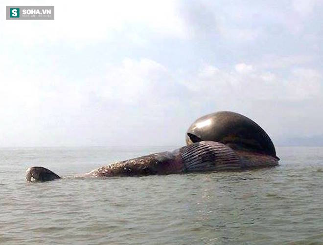 Cận cảnh cá voi khủng nổi trên biển ở Nghệ An - Ảnh 5.