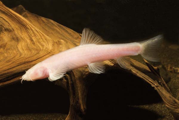 Mỹ phát hiện loài cá màu hồng không có mắt cực kỳ quý hiếm - Ảnh 1.