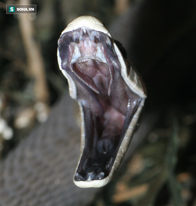 Màn đi săn khiến con mồi chết không kịp ngáp của Mamba đen - Ảnh 2.