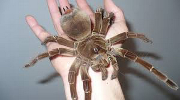 Cận cảnh loài nhện khổng lồ, to lớn nhất thế giới - Ảnh 2.