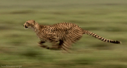 Pha săn mồi đỉnh cao chỉ trong 25 giây của báo săn châu Phi - Ảnh 2.