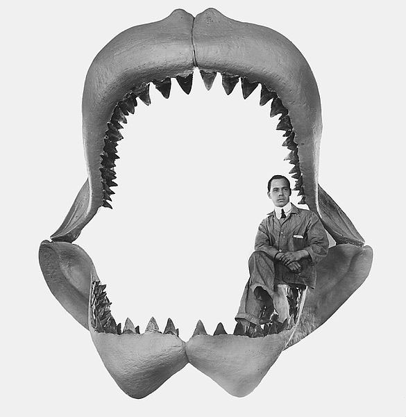 Phát hiện dấu tích của loài cá có họ với siêu cá mập Megalodon - Ảnh 2.