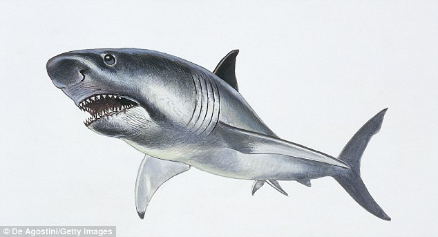 Phát hiện dấu tích của loài cá có họ với siêu cá mập Megalodon - Ảnh 4.