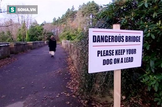 Cây cầu kỳ bí, hầu hết những chú chó đi ngang qua đều lao xuống tự sát - Ảnh 1.