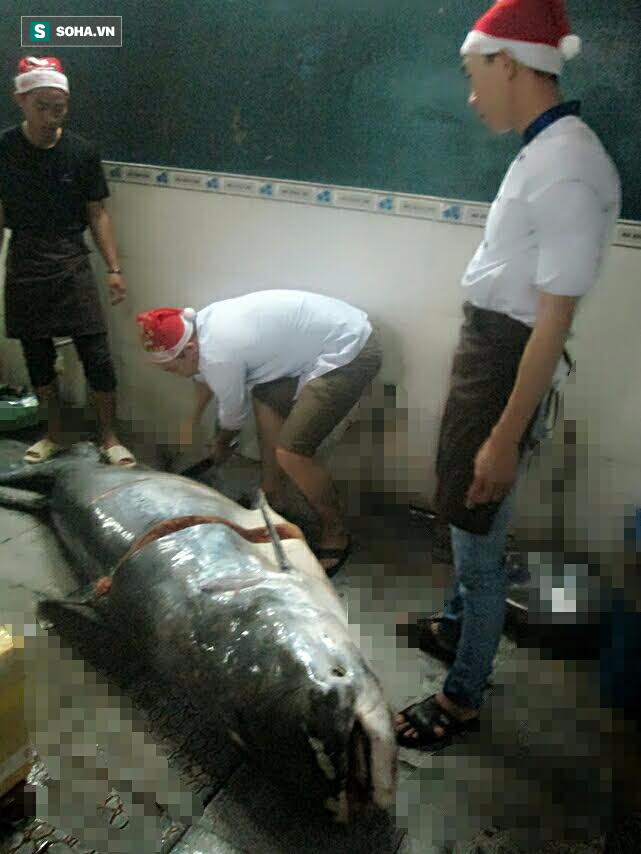 Nhiều người ồ lên khi tận mắt chứng kiến con cá tra dầu nặng 230kg ở An Giang - Ảnh 2.