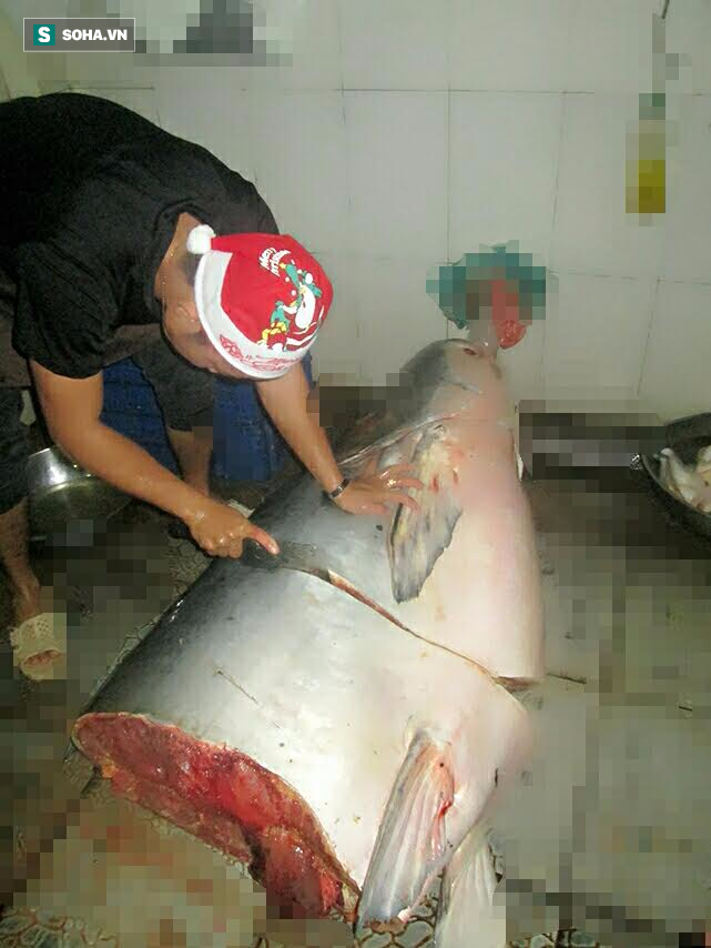 Nhiều người ồ lên khi tận mắt chứng kiến con cá tra dầu nặng 230kg ở An Giang - Ảnh 1.