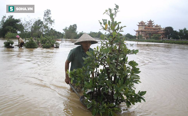 [ẢNH] 3000 gốc mai bị nhấn chìm, dân bần thần mót những gì còn sót lại - Ảnh 3.