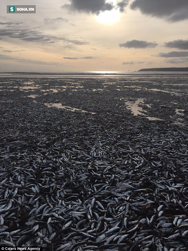 Bí ẩn hàng nghìn con cá chết dạt vào bờ 2 lần trong tháng mà mòng biển không dám đụng vào - Ảnh 1.
