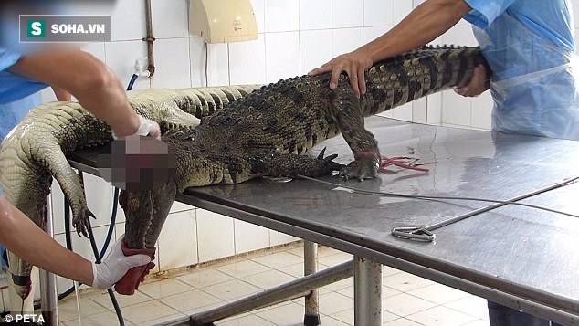 Cảnh tượng rùng mình bên trong một trang trại cá sấu ở Việt Nam lên báo nước ngoài - Ảnh 1.