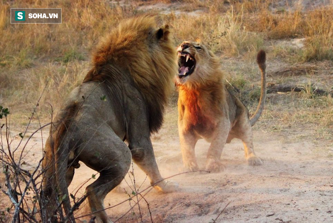 Cả gan xâm phạm lãnh thổ, sư tử đực bị cả đàn quây đánh sợ đến tè dầm mà không biết - Ảnh 2.