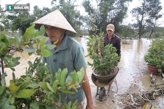 [ẢNH] 3000 gốc mai bị nhấn chìm, dân bần thần mót những gì còn sót lại - Ảnh 10.