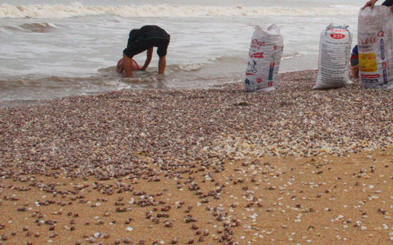 Hàng tấn lộc trời chất đống ở bờ biển Hà Tĩnh, người dân kiếm cả triệu/ngày - Ảnh 4.