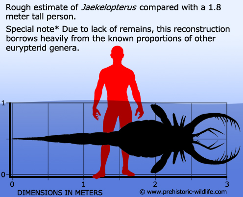 Khó tin nhưng đây chính là tổ tiên của bọ cạp: To hơn cá sấu, độc hơn rắn rết - Ảnh 3.