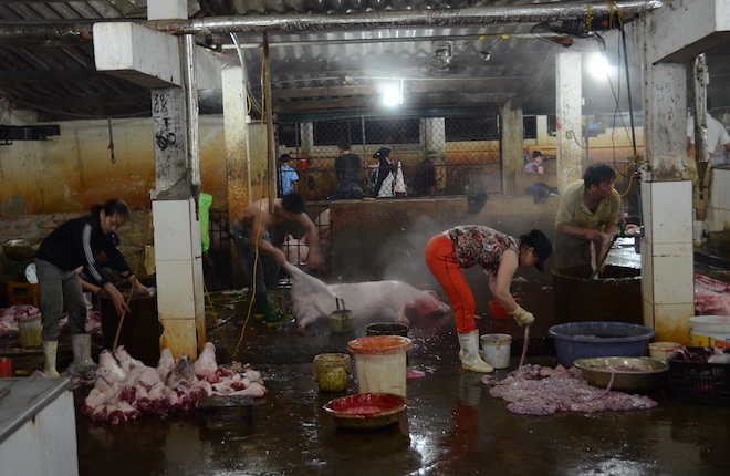 Nghệ An: Phát hiện lợn ở lò mổ lớn nhất Bắc Trung Bộ có chất cấm - Ảnh 2.