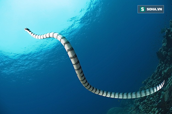 Cám cảnh rắn biển bị lươn điện giật khi đang chén con mồi - Ảnh 1.
