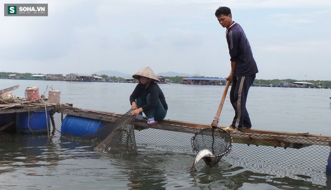 Cá chết hàng loạt, có hộ dân mất tiền tỷ sau 1 đêm - Ảnh 3.