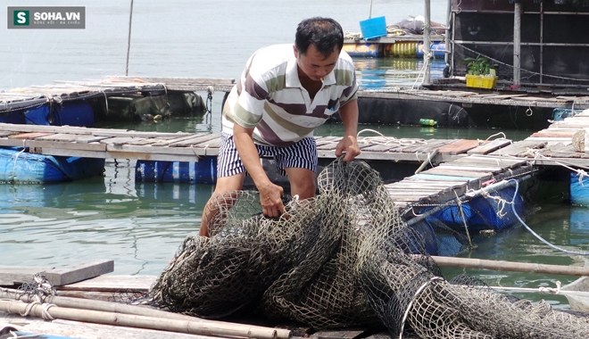 Cá chết hàng loạt, có hộ dân mất tiền tỷ sau 1 đêm - Ảnh 9.