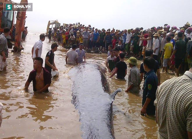 Chùm ảnh quá trình giải cứu cá voi khủng ở Nghệ An - Ảnh 19.