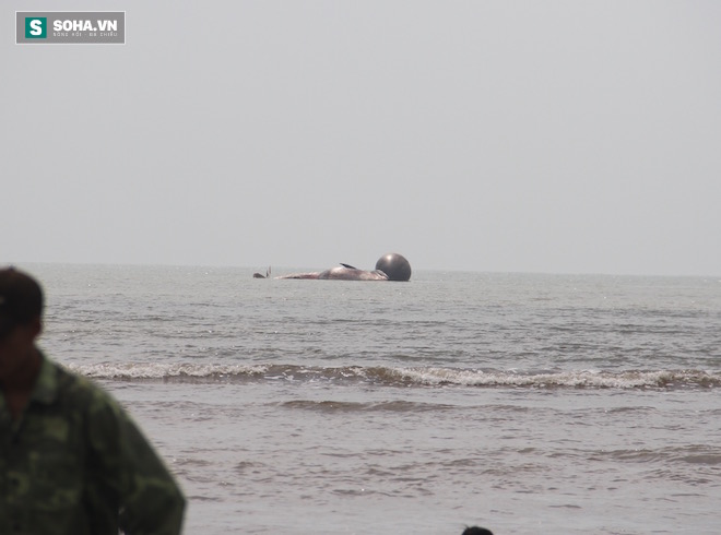 Cá voi khủng lại dạt vào bờ ở Nghệ An - Ảnh 1.