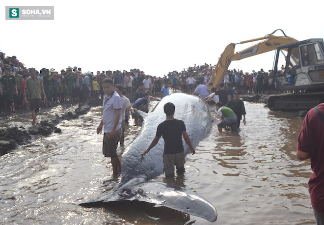 Chùm ảnh quá trình giải cứu cá voi khủng ở Nghệ An - Ảnh 20.