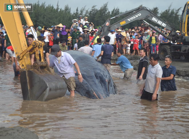 Chùm ảnh quá trình giải cứu cá voi khủng ở Nghệ An - Ảnh 10.