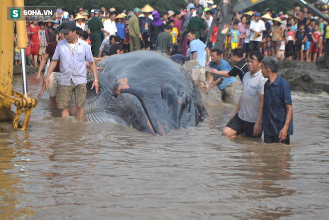 Chùm ảnh quá trình giải cứu cá voi khủng ở Nghệ An - Ảnh 12.