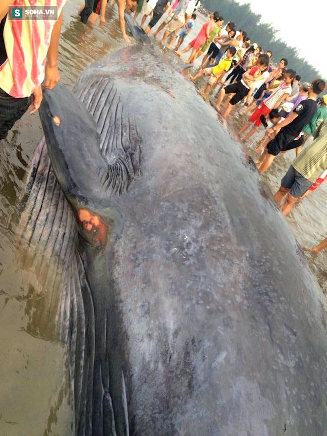 Chùm ảnh quá trình giải cứu cá voi khủng ở Nghệ An - Ảnh 9.