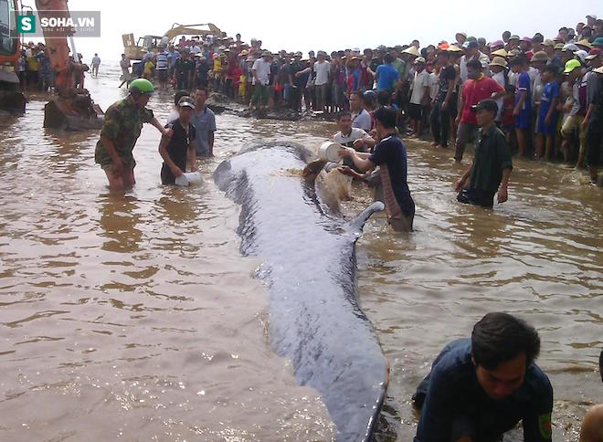 Chùm ảnh quá trình giải cứu cá voi khủng ở Nghệ An - Ảnh 18.